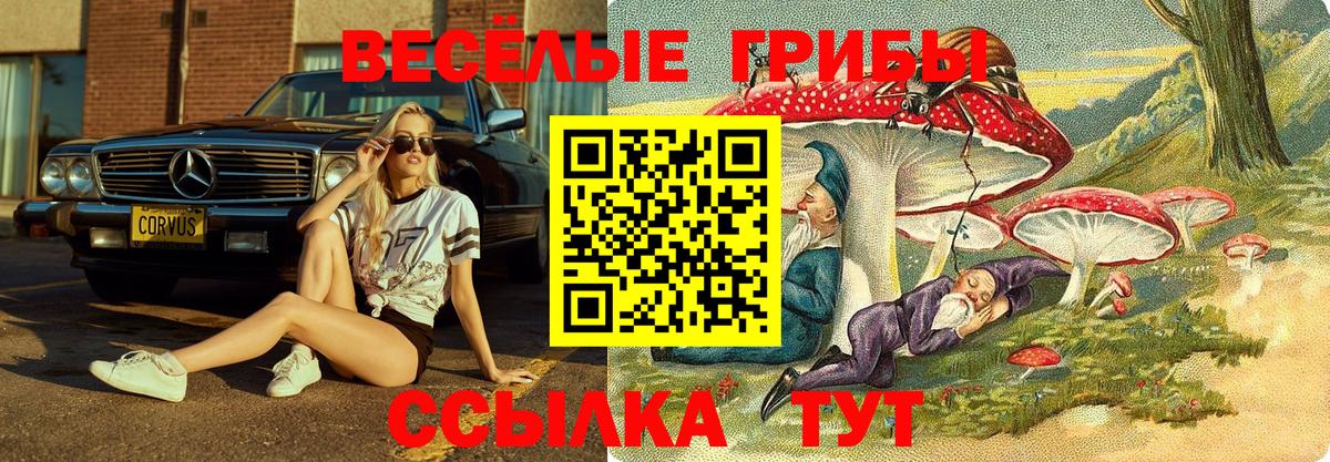 Галлюциногенные грибы Psilocybine cubensis Махачкала